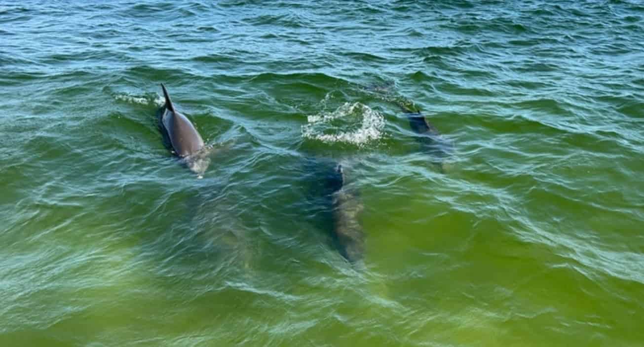 Fort-Walton-Beach-Morning-Dolphin-and-Donuts-Boat-Cruise