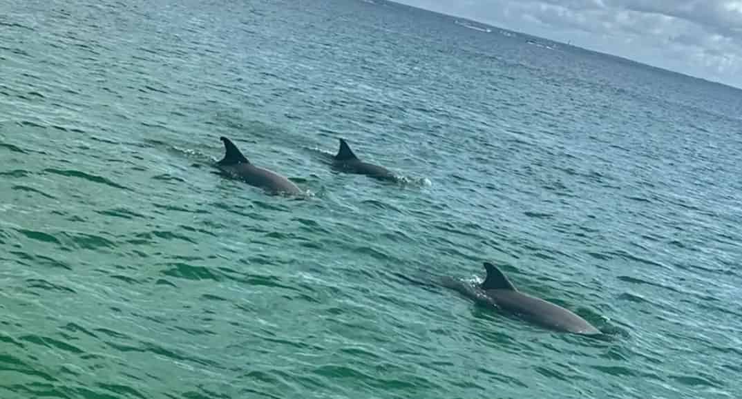 Fort-Walton-Beach-Morning-Dolphin-and-Donuts-Boat-Cruise