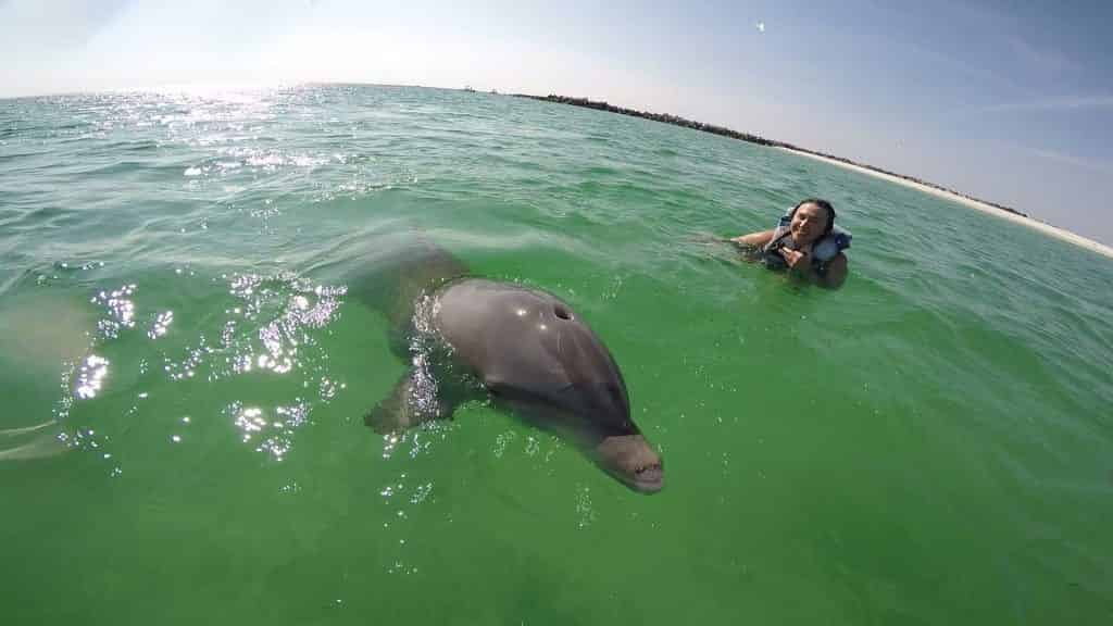 4-Hour-Shell-Island-Dolphin-Swim-Experience-With-Water-Planet-USA