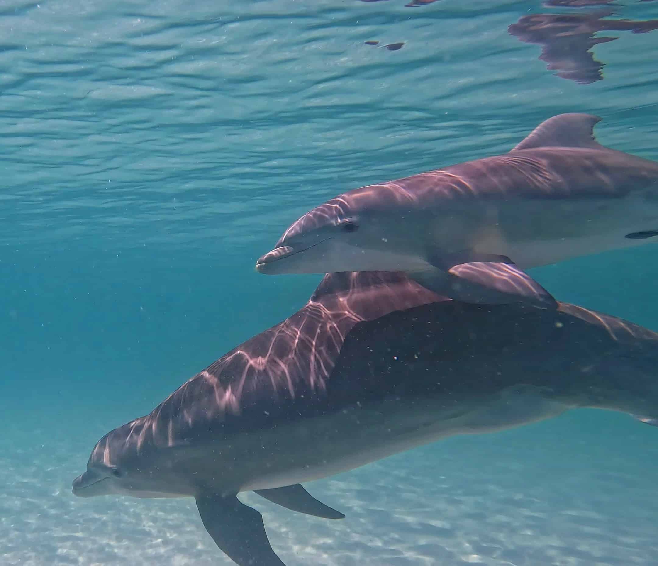 Panama-City-Beach-Shell-Island-and-Dolphin-Tour-with-Marine-Biology-Guide