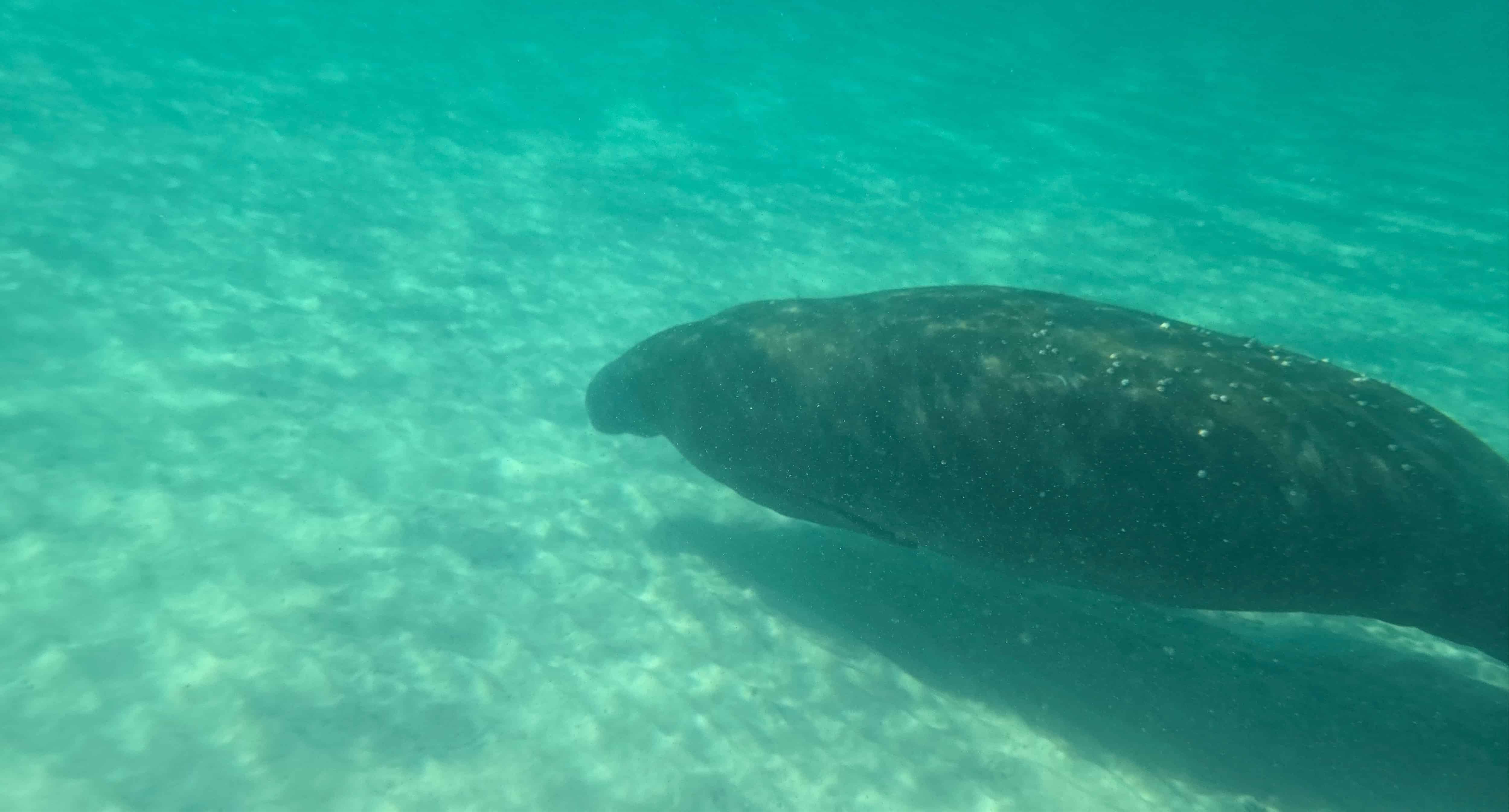 Panama-City-Beach-Shell-Island-and-Dolphin-Tour-with-Marine-Biology-Guide