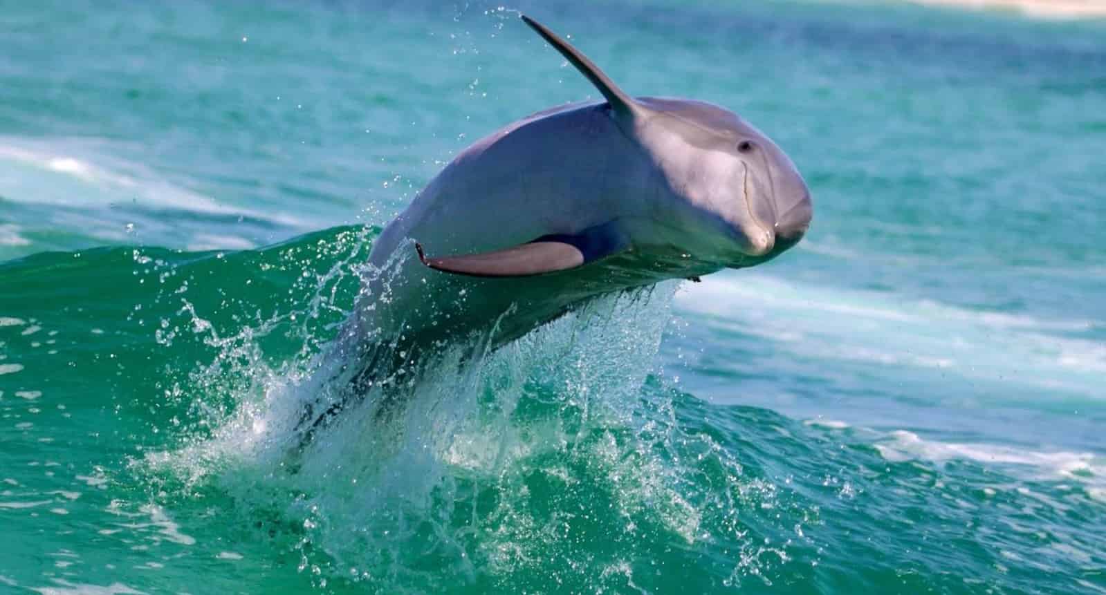 Panama-City-Beach-Shell-Island-and-Dolphin-Tour-with-Marine-Biology-Guide