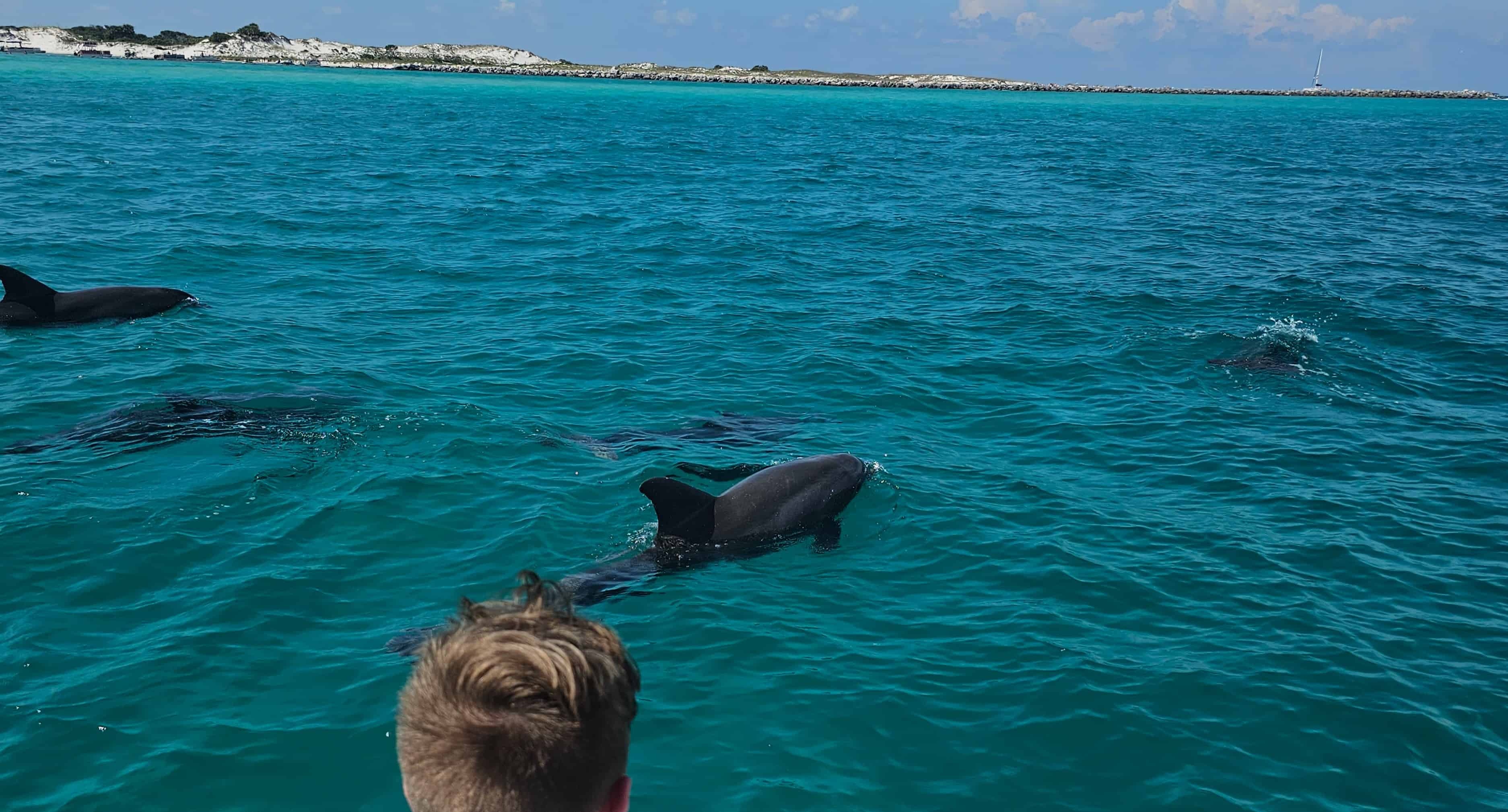 Panama-City-Beach-Shell-Island-and-Dolphin-Tour-with-Marine-Biology-Guide