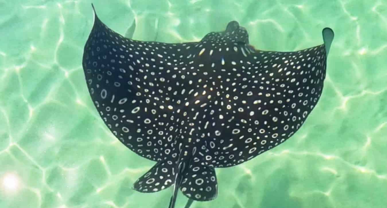 Panama-City-Beach-Shell-Island-and-Dolphin-Tour-with-Marine-Biology-Guide