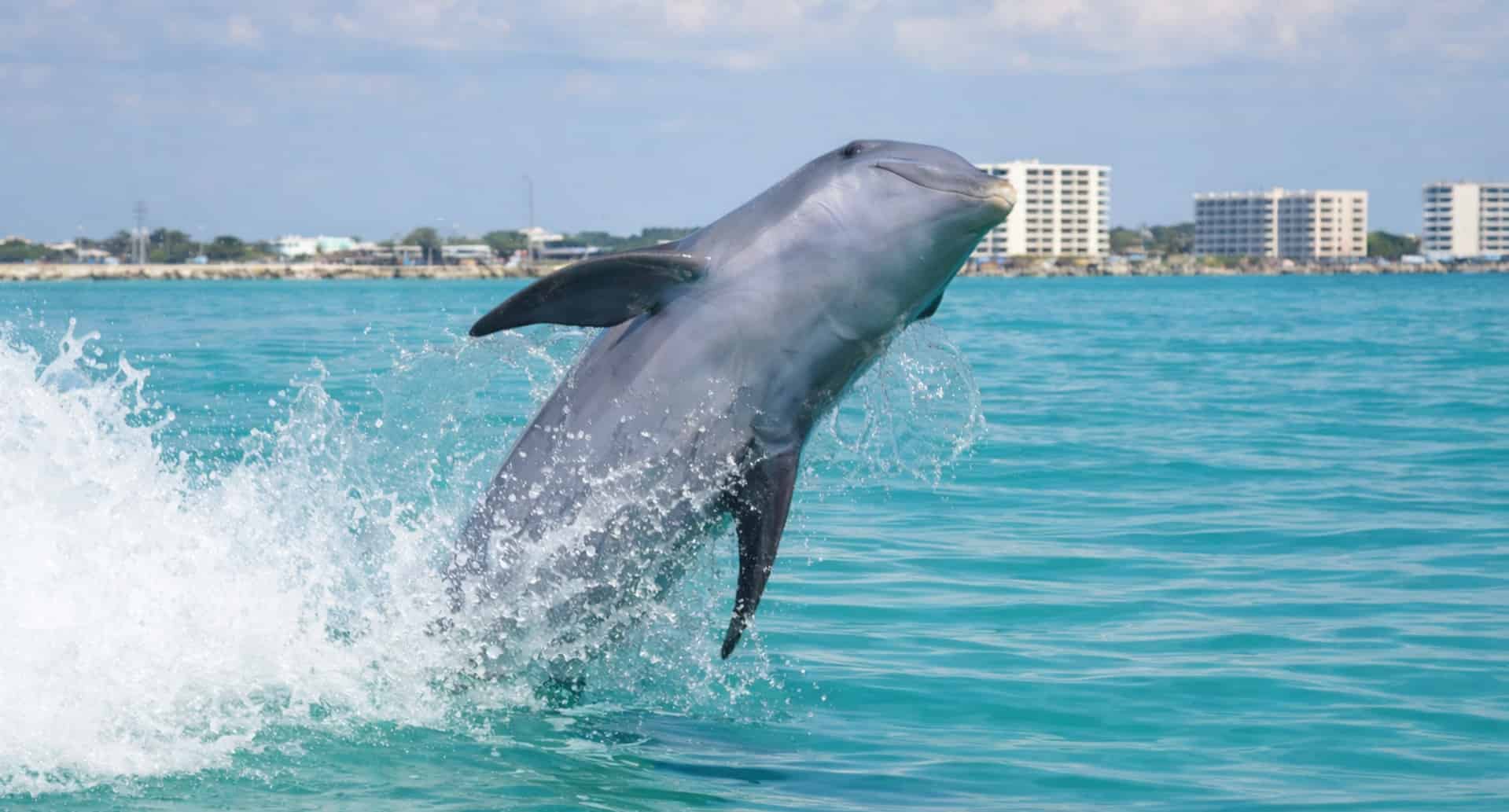 Panama-City-Beach-Dolphin-Boat-Cruise