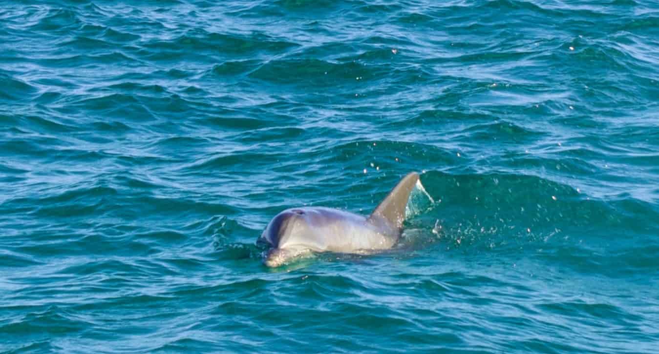 Destin-Sunset-Adventure-Aboard-Sea-Blaster-at-Harborwalk-Village