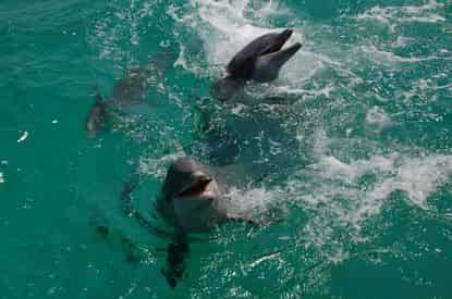 Dolphin Sightseeing Cruise Aboard The Original Sea Screamer