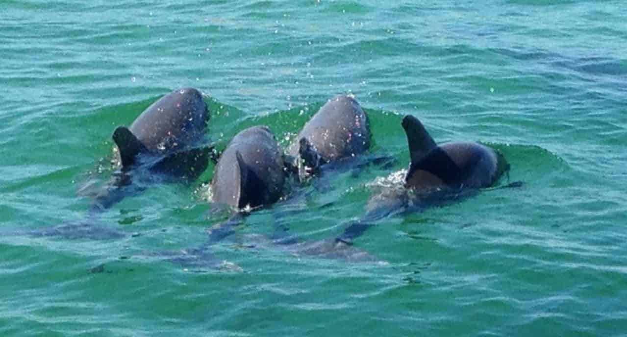 Panama-City-Beach-Dolphin-Cruise-on-the-Islander-Catamaran