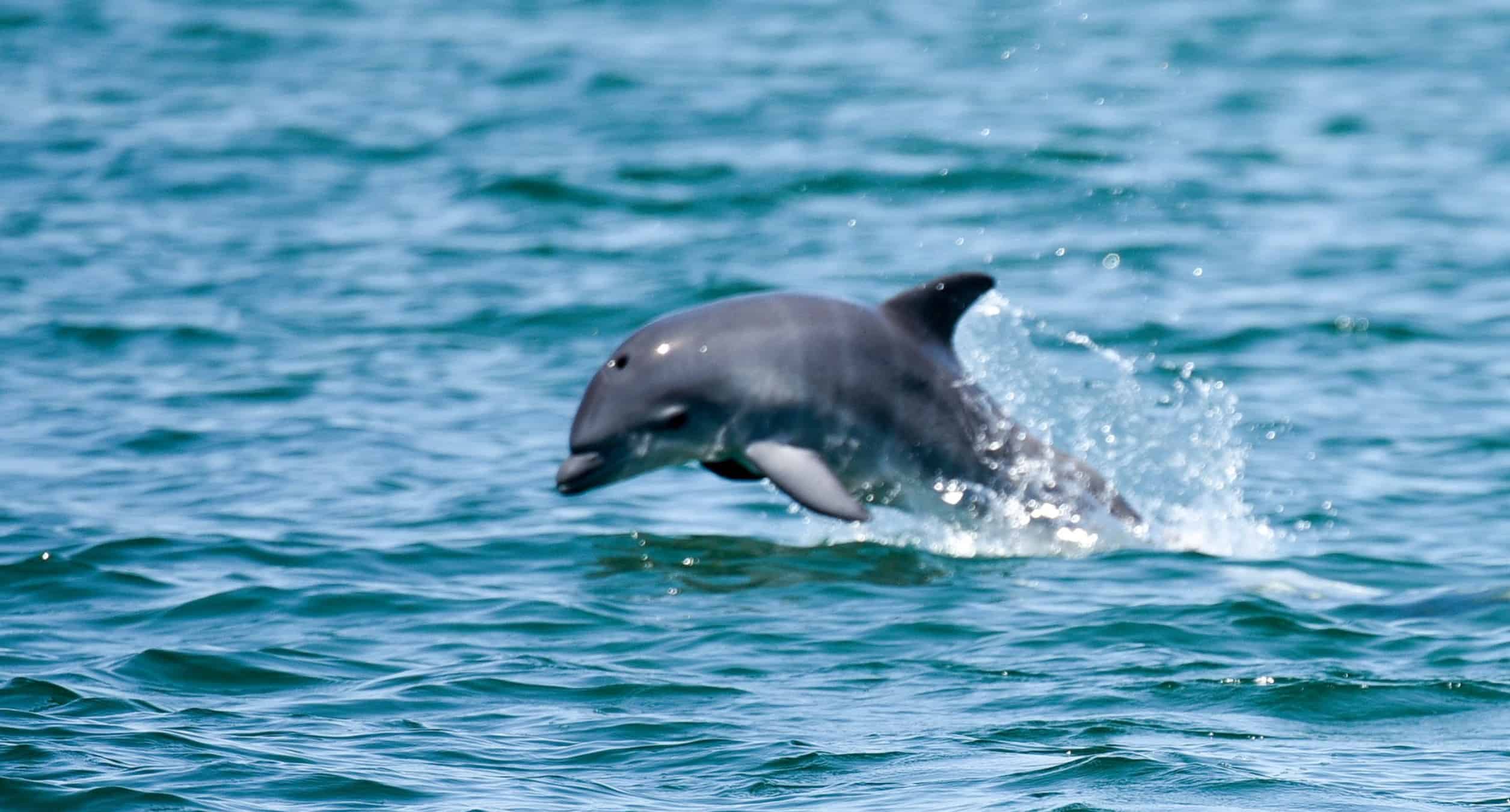 Panama-City-Beach-Dolphin-Cruise-on-the-Islander-Catamaran