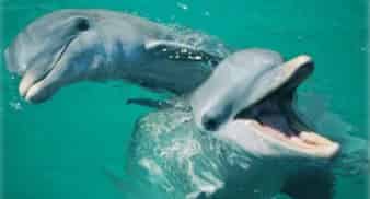 Panama-City-Beach-Dolphin-Cruise-on-the-Islander-Catamaran