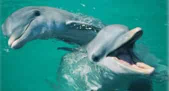 Panama-City-Beach-Dolphin-Sunset-Cruise-on-the-Islander-Catamaran