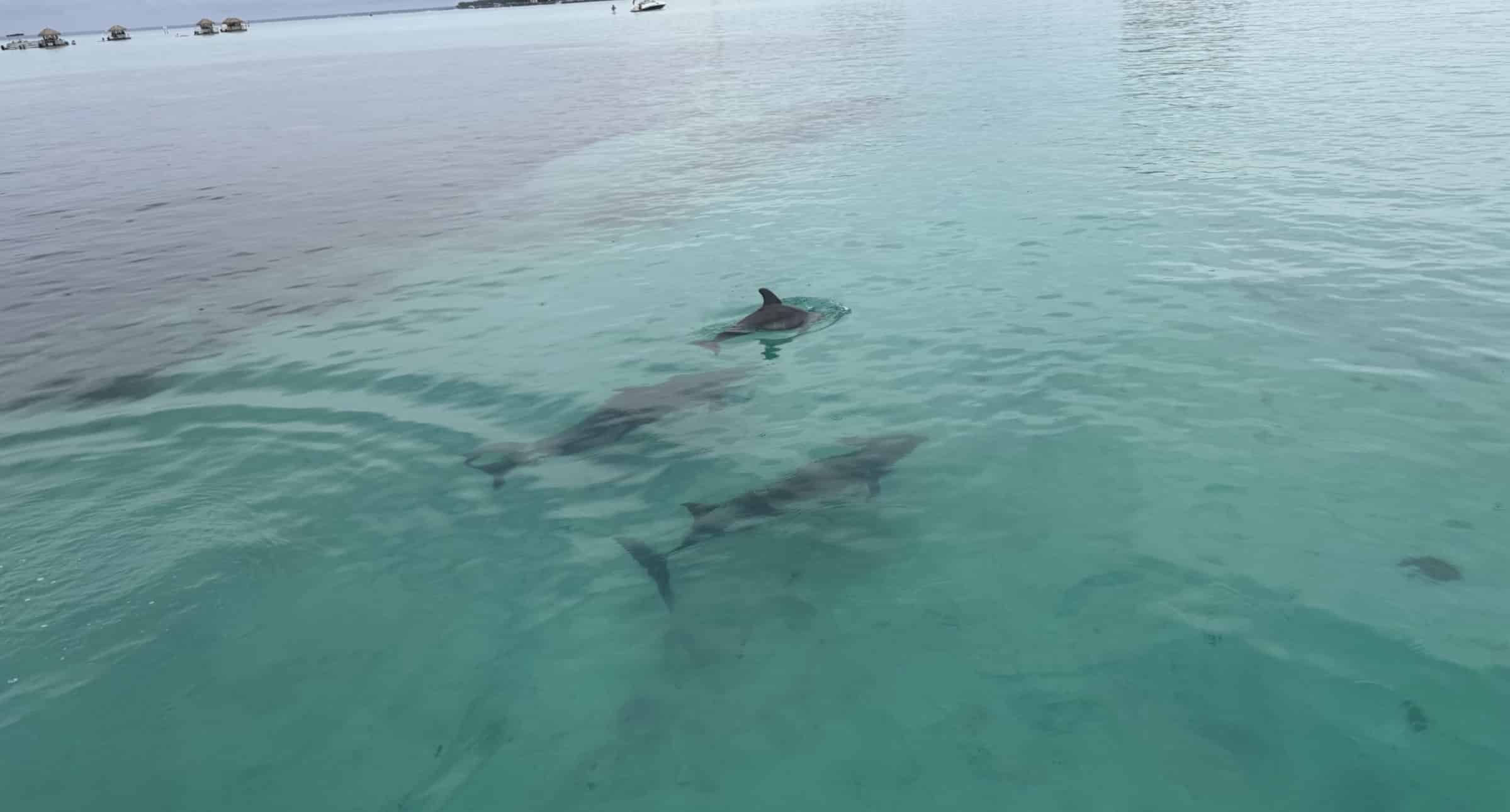 Fort-Walton-Beach-Crab-Island-and-Dolphin-Cruise