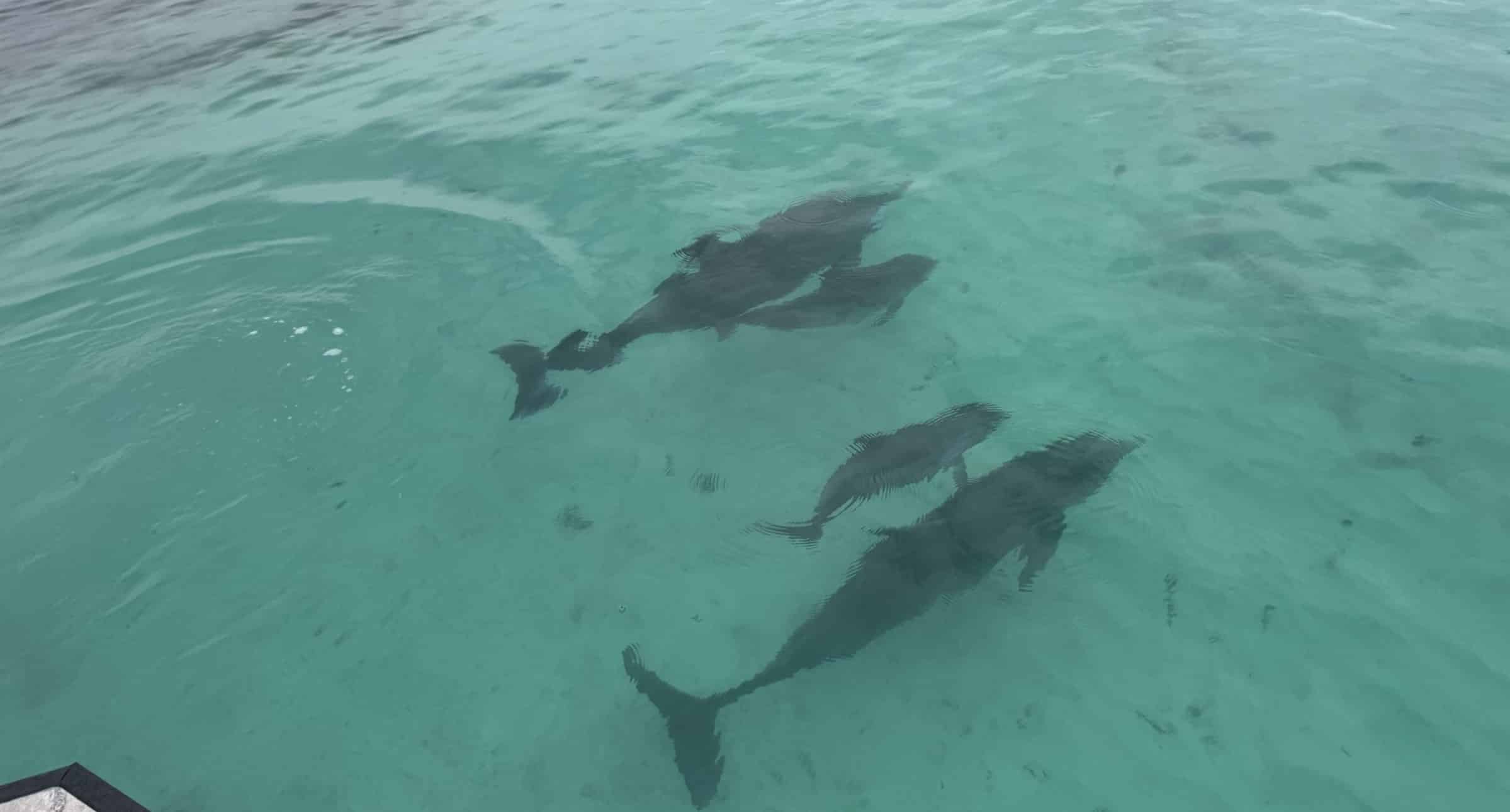Fort-Walton-Beach-Crab-Island-and-Dolphin-Cruise