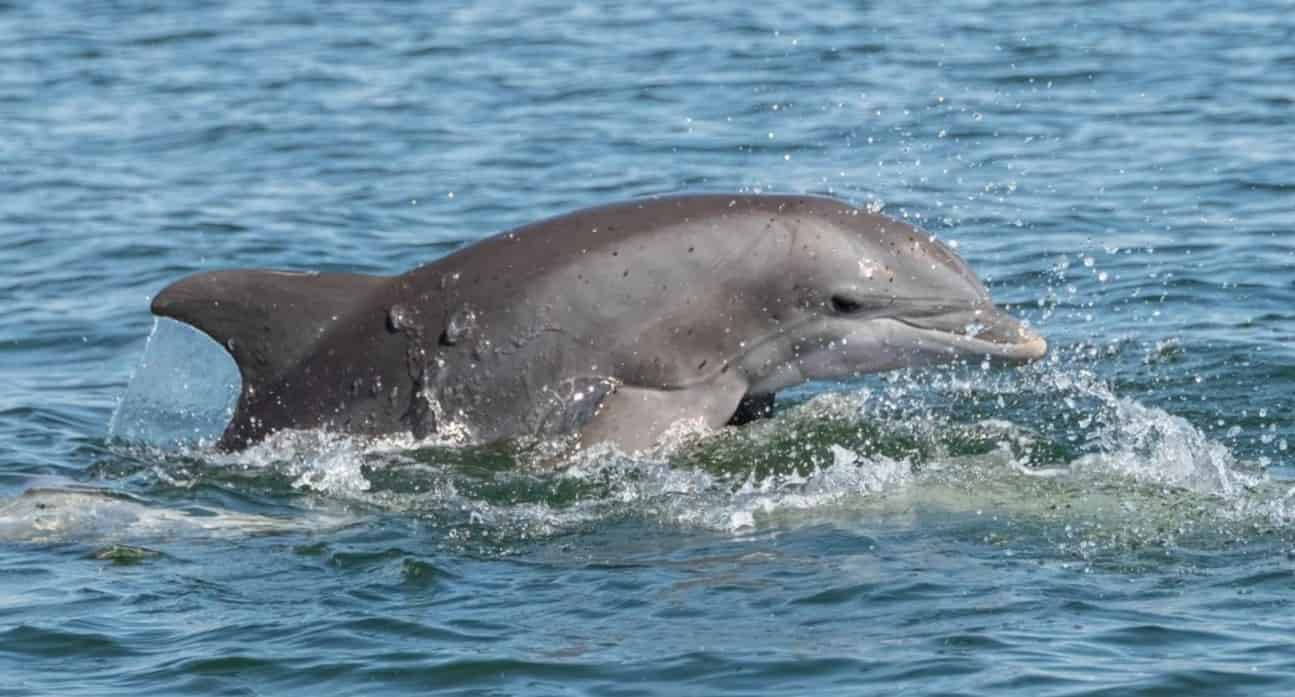 Fort-Walton-Beach-Crab-Island-and-Dolphin-Cruise
