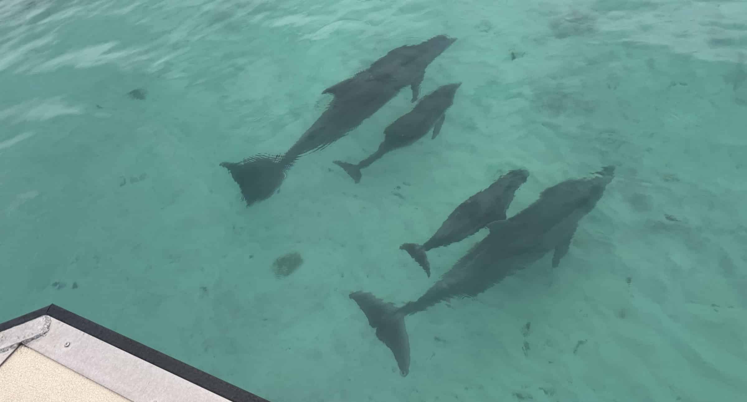 Fort-Walton-Beach-Crab-Island-and-Dolphin-Cruise