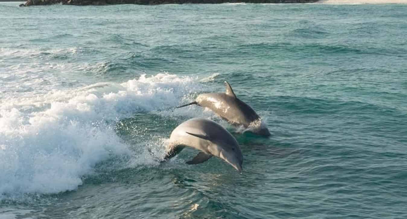 Fort-Walton-Beach-Crab-Island-and-Dolphin-Cruise