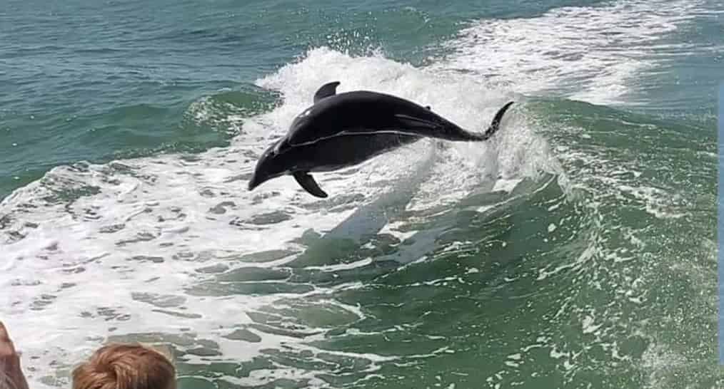 Fort-Walton-Beach-Crab-Island-and-Dolphin-Cruise