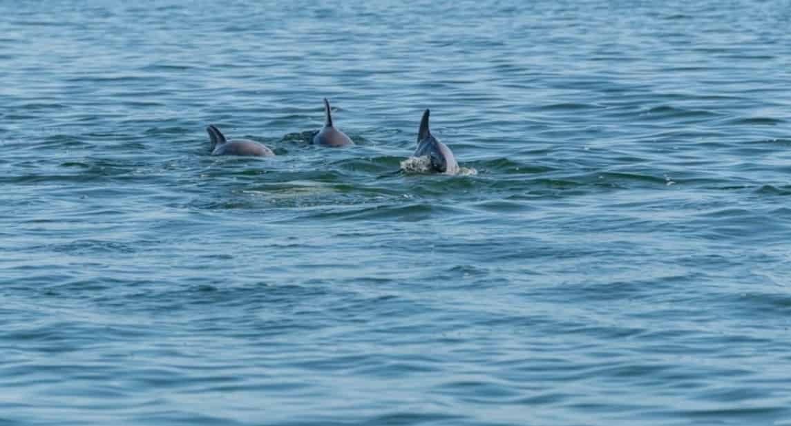 Fort-Walton-Beach-Crab-Island-and-Dolphin-Cruise