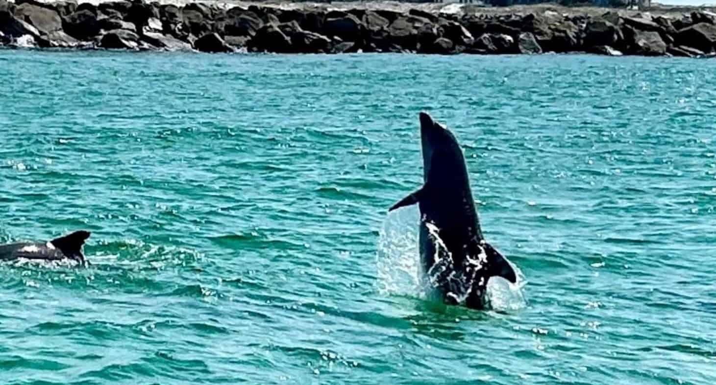 Fort-Walton-Beach-Crab-Island-and-Dolphin-Cruise