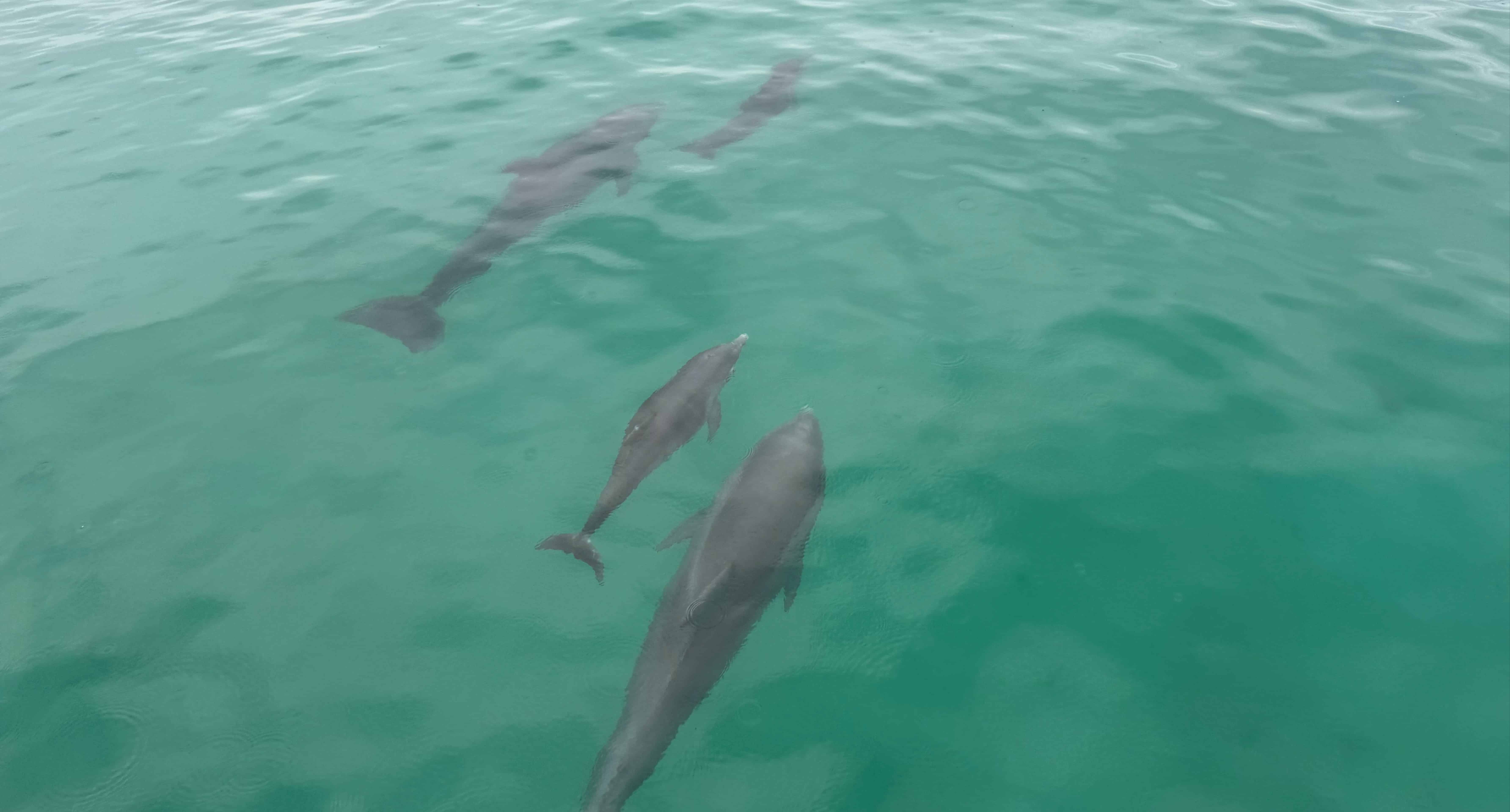Fort-Walton-Beach-Crab-Island-and-Dolphin-Cruise