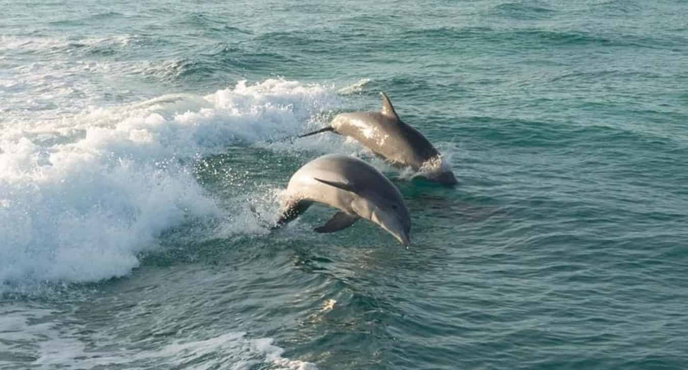 Fort-Walton-Beach-Crab-Island-and-Dolphin-Cruise