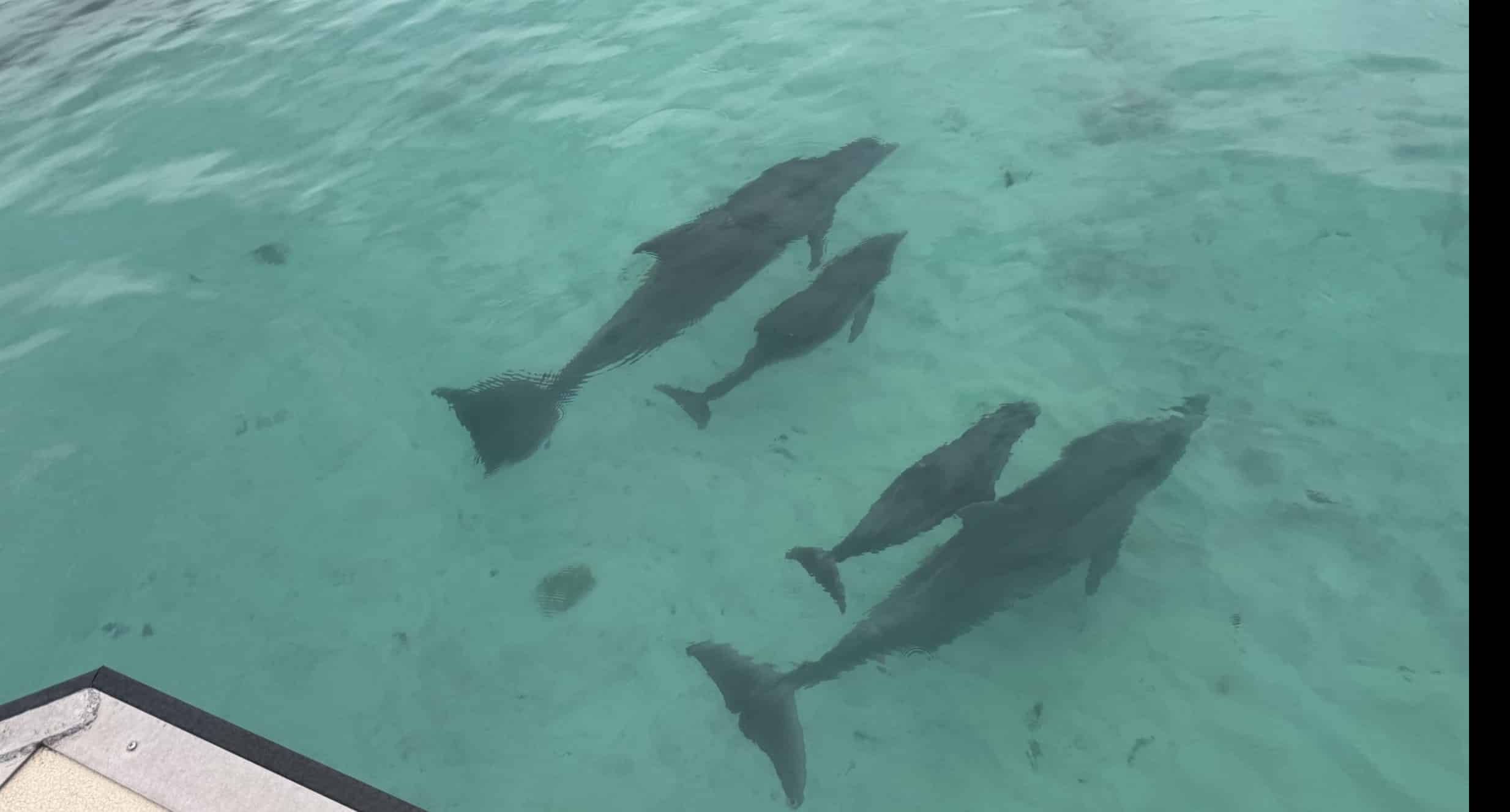 Fort-Walton-Beach-Afternoon-Harbor-and-Dolphin-Cruise
