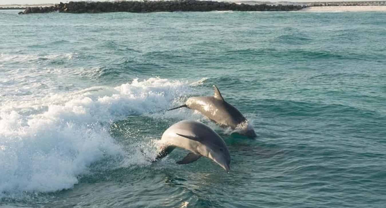 Fort-Walton-Beach-Afternoon-Harbor-and-Dolphin-Cruise