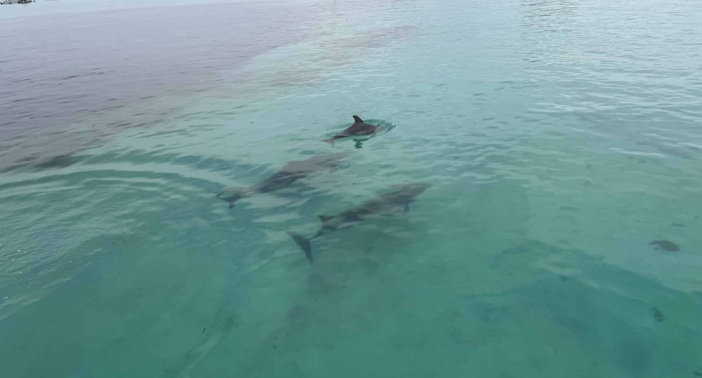Fort-Walton-Beach-Afternoon-Harbor-and-Dolphin-Cruise