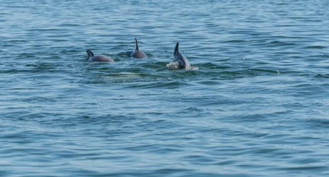 Fort-Walton-Beach-Afternoon-Harbor-and-Dolphin-Cruise