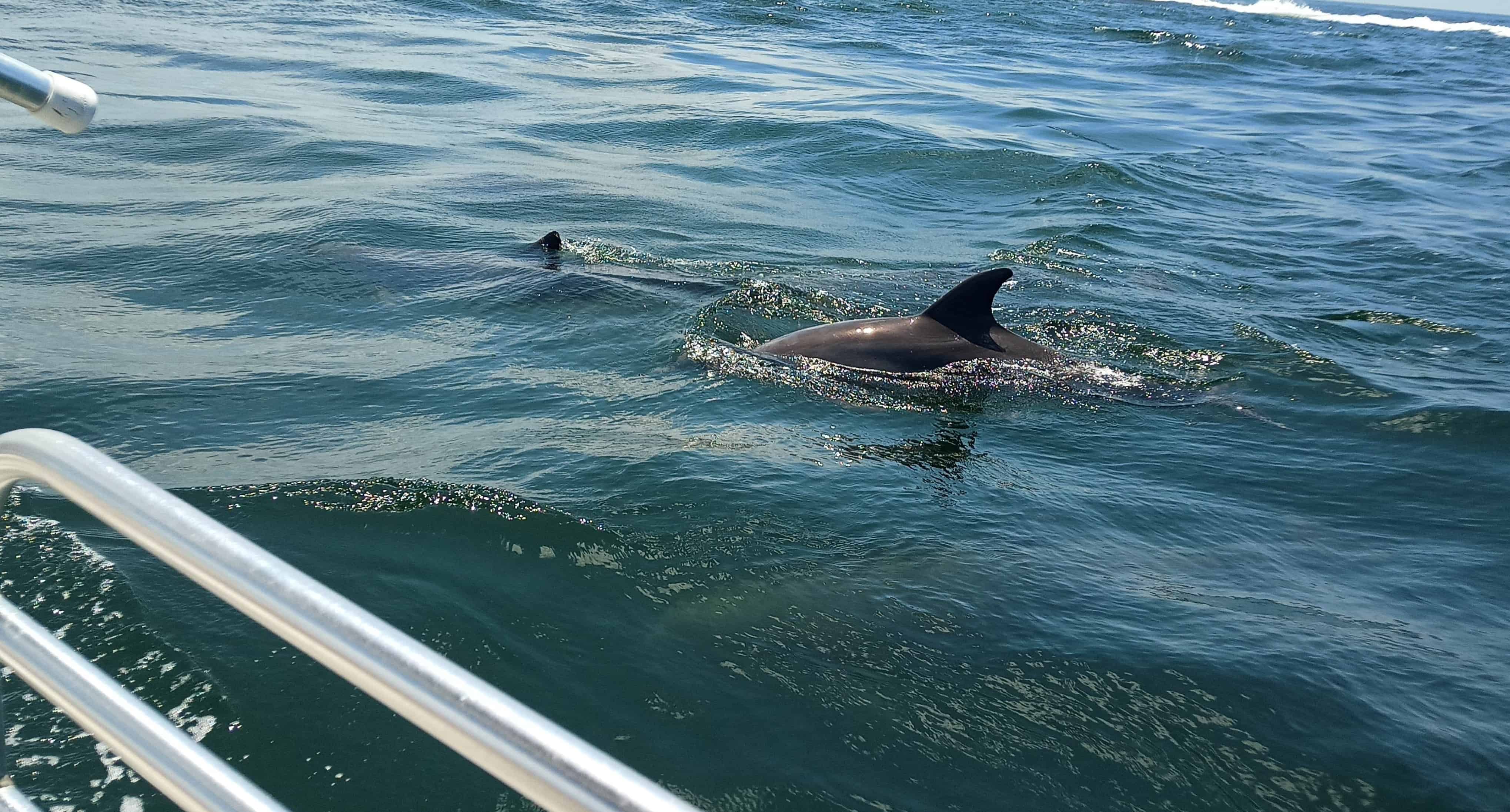 Panama-City-Beach-Private-2-Hour-Dolphin-Tour