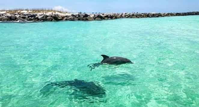 Panama-City-Beach-Private-2-Hour-Dolphin-Tour