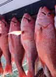 Semi-Private Group Fishing Charter Aboard The Olin Marler Fleet (15 Person Max)