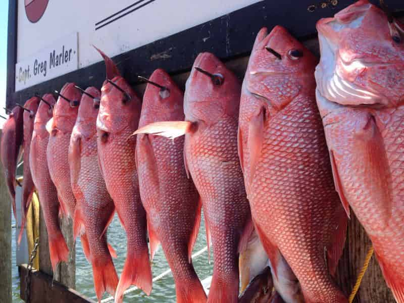 Semi-Private-Group-Fishing-Charter-Aboard-The-Olin-Marler-Fleet-15-Person-Max