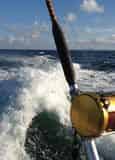 Semi-Private Group Fishing Charter Aboard The Olin Marler Fleet (15 Person Max)