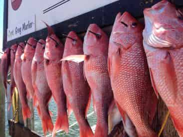 Private Offshore Fishing Trip - 35 Person Max
