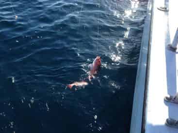 Private Offshore Fishing Trip - 35 Person Max