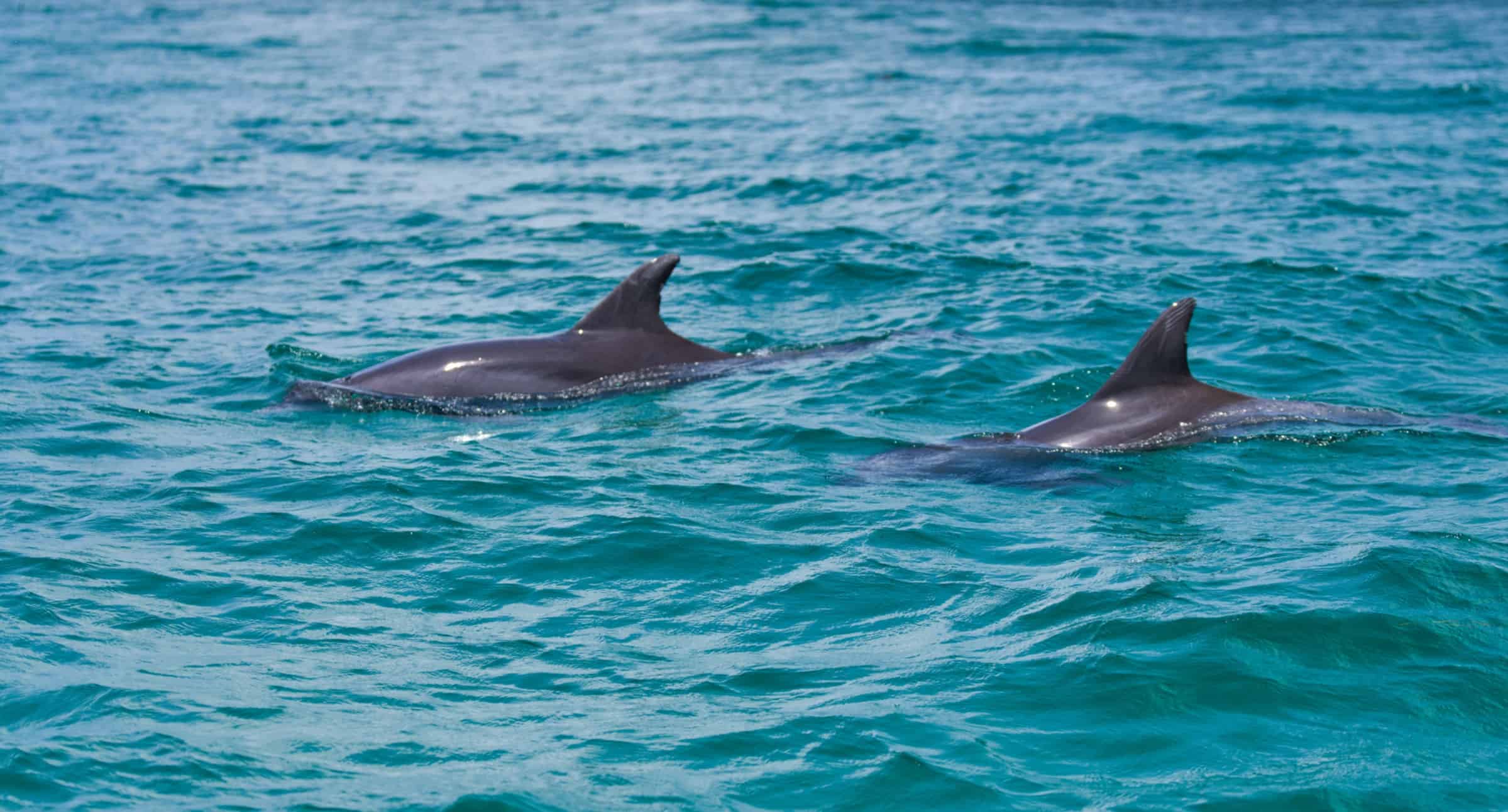 Panama-City-Beach-Dolphin-Sightseeing-Cruise-Aboard-the-Lazy-Daze-Catamaran