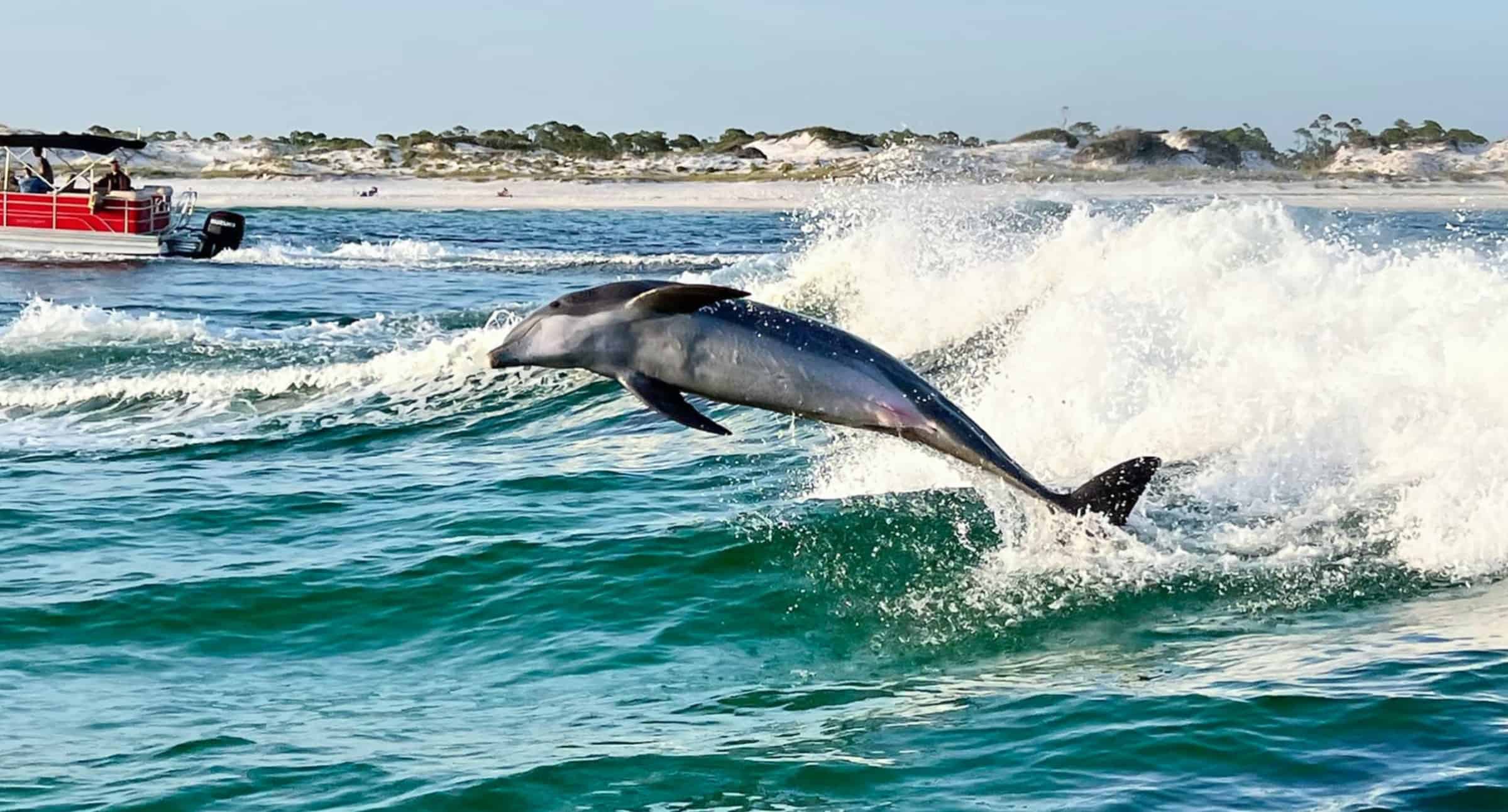 Panama-City-Beach-Sunset-and-Dolphin-Sail-Aboard-the-Lazy-Daze-Catamaran