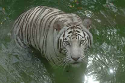 New Orleans Zoo and Aquarium Combo Deal