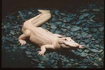 New Orleans Zoo and Aquarium Combo Deal
