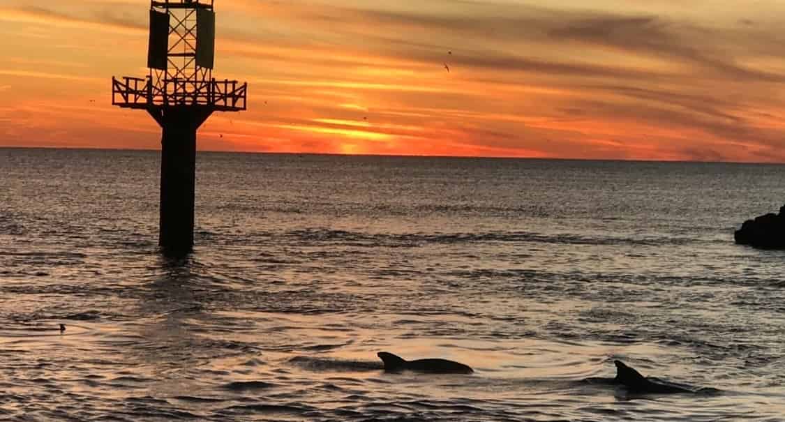 Sunset-Dolphin-Cruise-Aboard-the-Original-Sea-Blaster