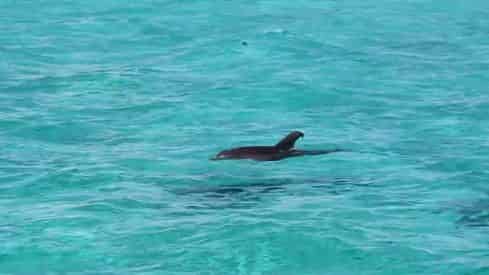 Destin X Pontoon Boat Rental - Departing From Destin Harbor
