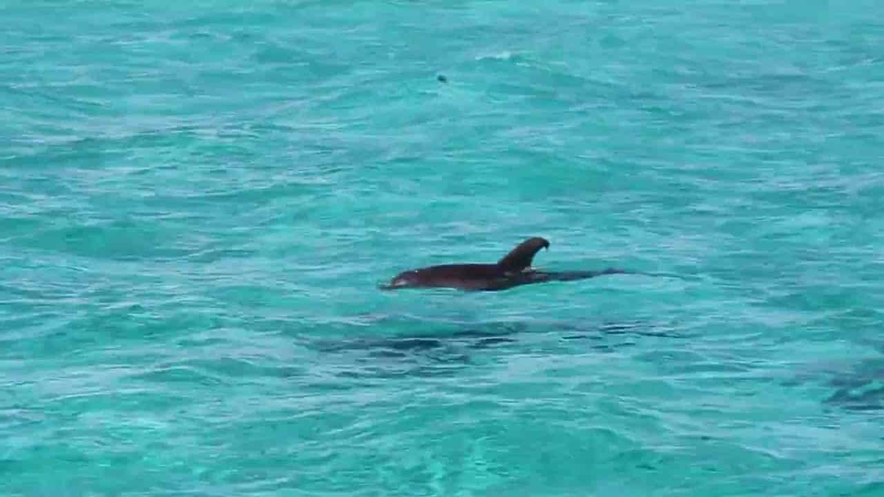 Destin X Pontoon Boat Rental Departing From Destin Harbor 