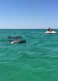 Xtreme H2o Destin Crab Island Jet Ski Dolphin Tour
