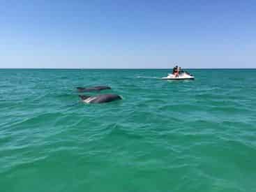 Xtreme H2o Destin Crab Island Jet Ski Dolphin Tour