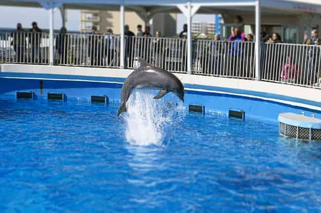 Gulfarium Marine Adventure Park Admission Tickets - TripShock!