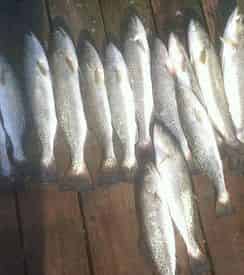 Destin Inshore Bay Fishing with Emerald Coast Bay Charters