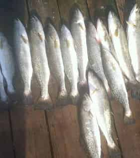 Destin-Inshore-Bay-Fishing-with-Emerald-Coast-Bay-Charters