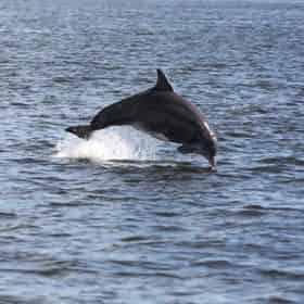 flora bama dolphin cruise