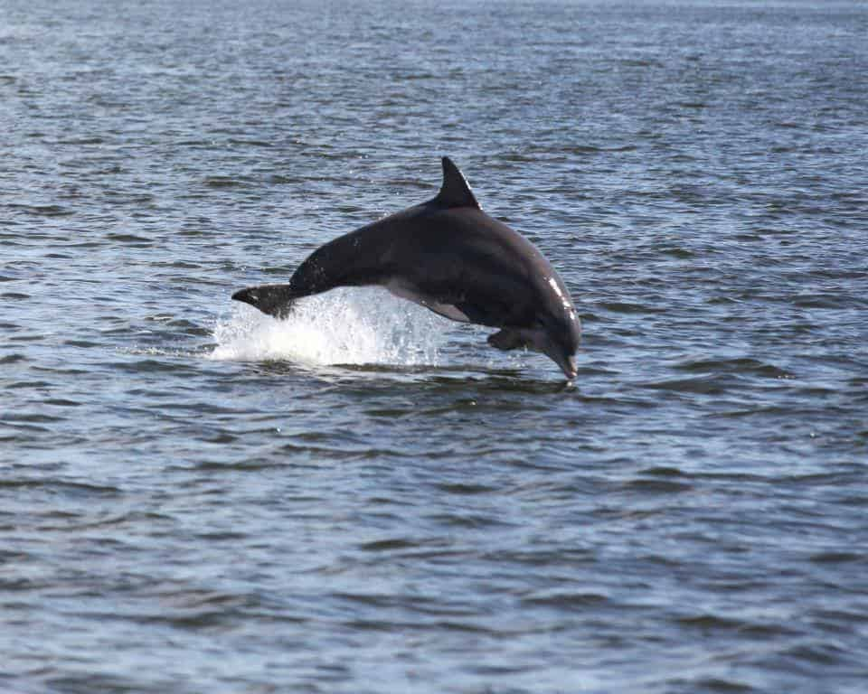 Blue-Dolphin-Tours-Orange-Beach